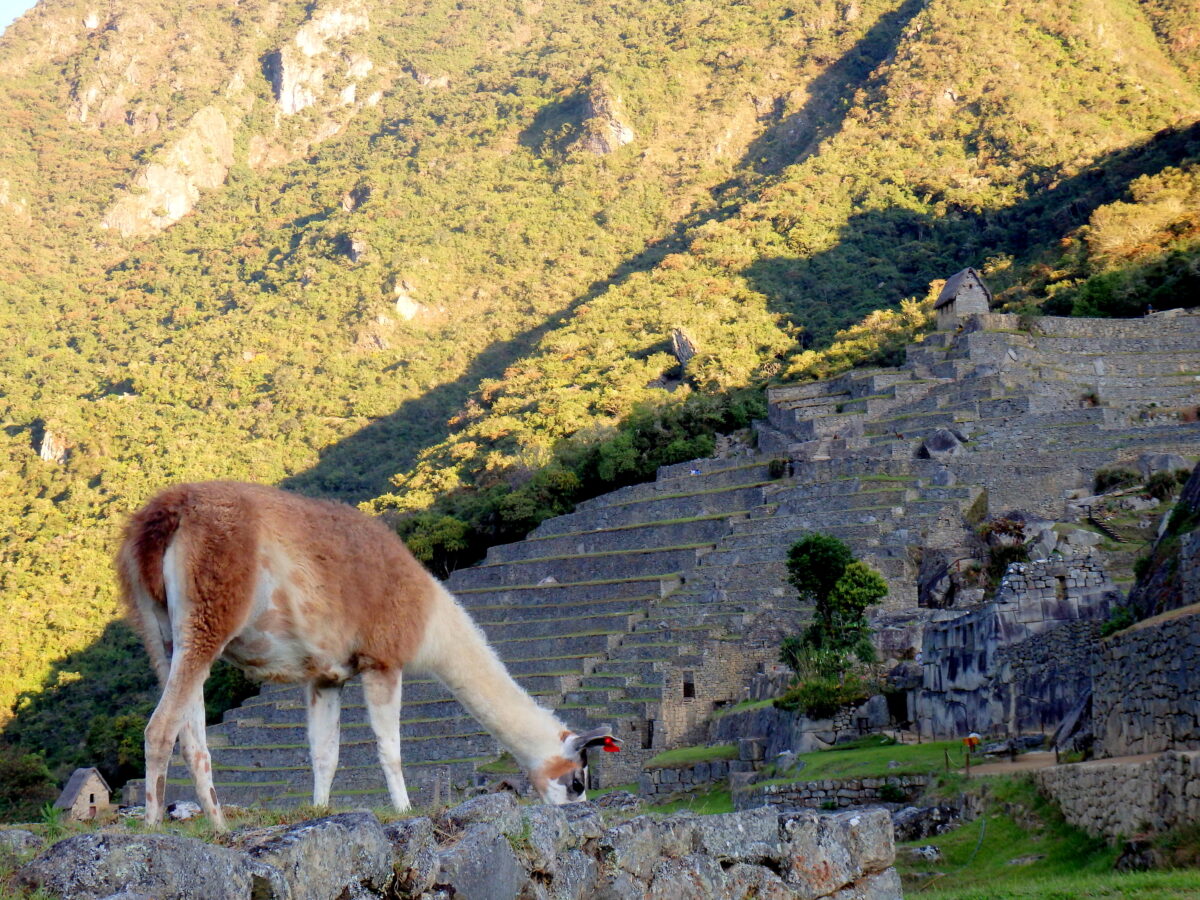 Lama na Machu Picchu